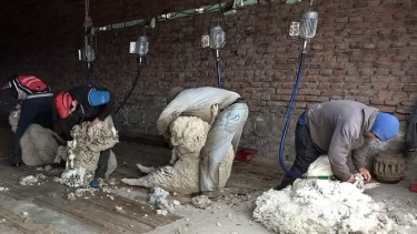 Las esquilas de ovejas y cabras comenzaron a desarrollarse en el oeste y centro de la provincia. (foto: gentileza)