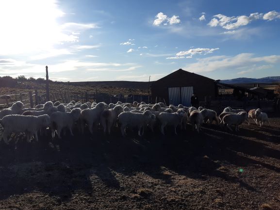La incertidumbre reina en el sector ovino y caprino ante un mercado mundial en baja y paralizado. (Foto: José Mellado)