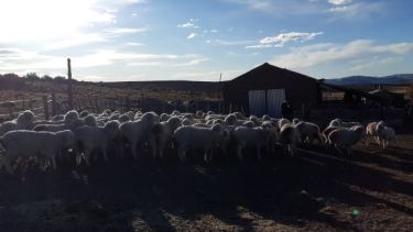 La incertidumbre reina en el sector ovino y caprino ante un mercado mundial en baja y paralizado. (Foto: José Mellado)