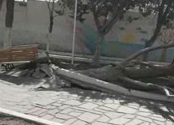 Un añoso árbol de la plaza San Martín fue arrancado de raíz por el viento en Jacobacci. (Foto: José Mellado)