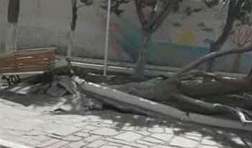 Un añoso árbol de la plaza San Martín fue arrancado de raíz por el viento en Jacobacci. (Foto: José Mellado)