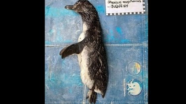 Un pingüino murió luego de ingerir una mascarilla N95 en Brasil