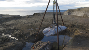  "El fósil  tuvo que ser extraído y cargado en lanchas que ingresaron al sitio con la marea alta, para luego ser transportados por agua hacía la playa más cercana donde pudieron acceder las camionetas del equipo"