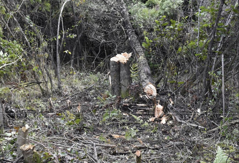 La reserva fotestal de Loma del Medio fue afectada por la toma (imagen de la causa).