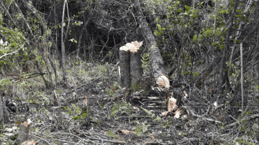 La reserva fotestal de Loma del Medio fue afectada por la toma (imagen de la causa).