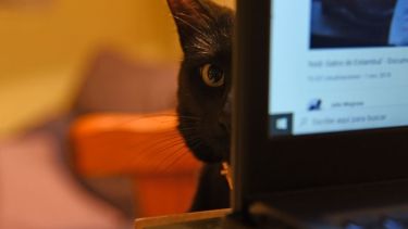 Seguimos trabajando desde casa. Foto: Flor Salto. ¡No te olvides! Podés sumar la foto de tu mascota a través de las redes sociales.-