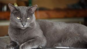 Pronóstico del tiempo: lo que se espera para este viernes