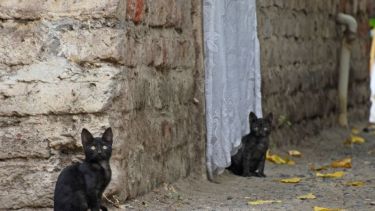 De a poquito, vamos saliendo al sol. Foto: Flor Salto. No te olvides! Podés mandar la imagen de tu mascota a través de redes sociales.-