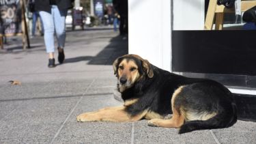 Que las nubes no arruinen algunos planes. Foto: Flor Salto. ¡Acordate! Podés presentarnos a tu mascota en redes, para que salga en el pronóstico.-