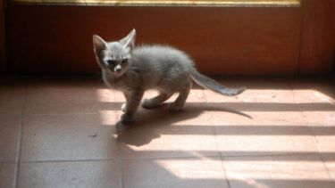 ¡No te olvides! Podés sumar la foto de tu mascota a través de las redes sociales. Foto: Flor Salto. 