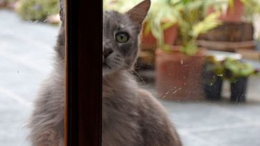 ¿Afuera o adentro? Aún no decidió. Foto: Flor Salto. ¡No te olvides! Podés sumar la foto de tu mascota a través de las redes sociales.-