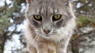 Que el viento no te ponga de mal humor. Foto: Flor Salto. ¡No te olvides! Podés sumar la foto de tu mascota a través de las redes sociales.-
