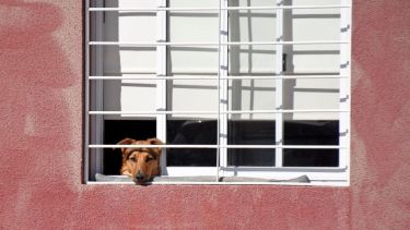 ¿Ya podemos salir? Foto: Flor Salto. ¡No te olvides! Podés sumar la foto de tu mascota a través de las redes sociales.-