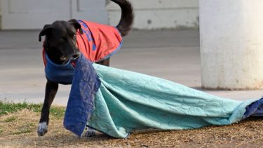 ¡Que el viento no se lleve los trapos! Foto: Flor Salto. ¡No te olvides! Podés sumar la foto de tu mascota a través de las redes sociales.-