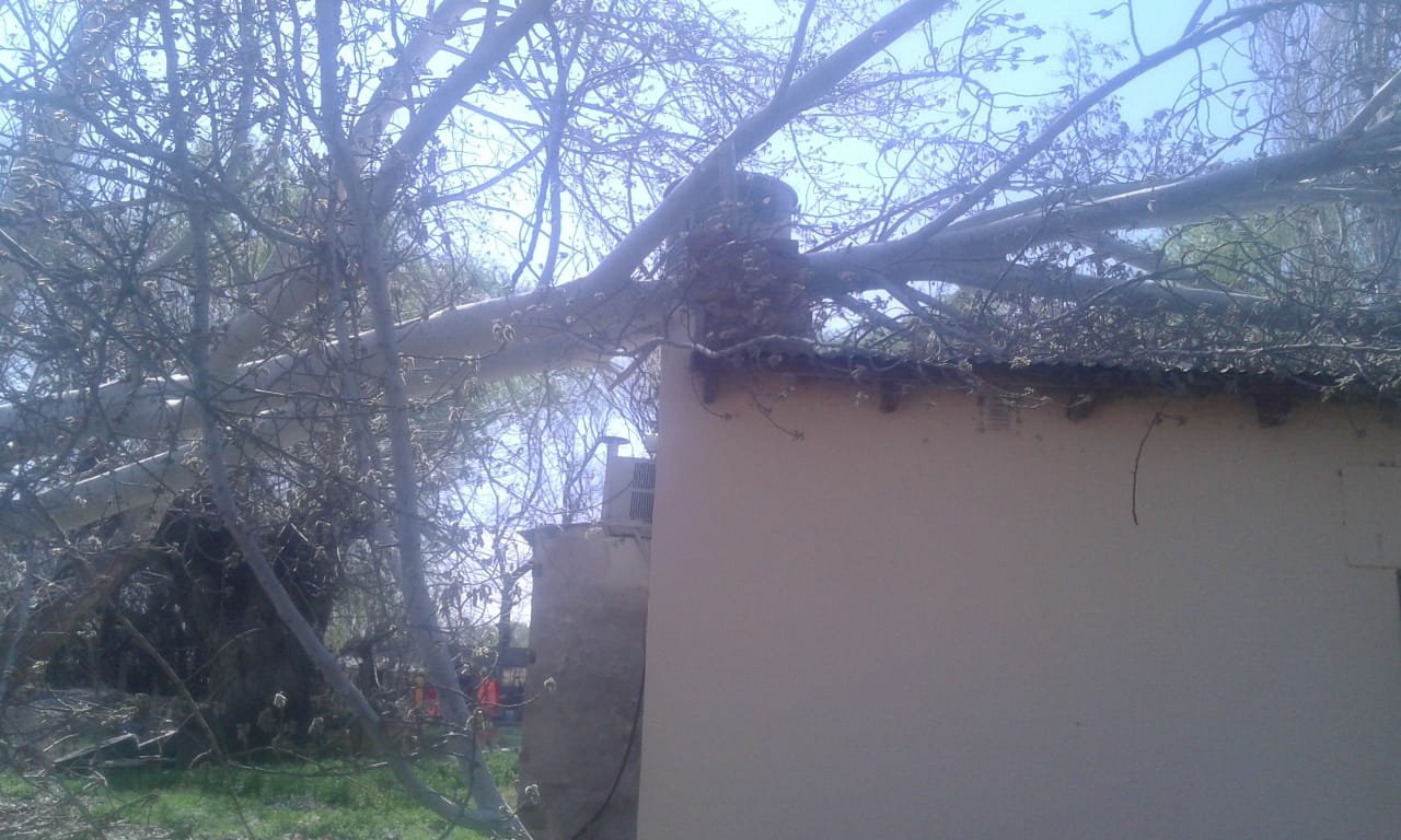 En Vista Alegre, un árbol cayó sobre una vivienda. (Foto: Gentileza)
