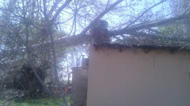 En Vista Alegre, un árbol cayó sobre una vivienda. (Foto: Gentileza)