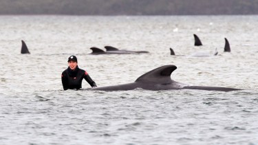 Dramático rescate de ballenas varadas en Tasmania