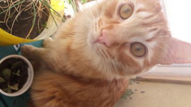 Licha espera que vuelva pronto el sol, para acompañar los mates con su dueña Luisi.  ¡Acordate! Podés presentarnos a tu mascota en redes, para que salga en el pronóstico.-