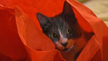 ¿Estamos listos para empezar el décimo mes del año? Foto: Flor Salto. ¡Acordate! Podés presentarnos a tu mascota en redes, para que salga en el pronóstico.-