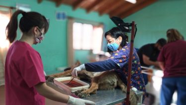 Maria  Espinosa es médica veterinaria y encabezó la jornada de castraciones. Foto: Gentileza Municipalidad de Las Lajas