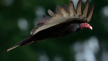 Distintas especies de aves pueden aproximarse a las casas. En algunos casos pichones. Foto: Alejandro Carnevale.