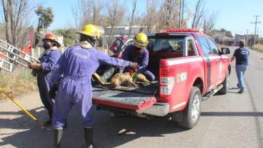 Dominga se encuentra en estos momentos en  el cuartel de los bomberos de Centenario. Foto: Gentileza Bomberos Voluntarios de Centenario.