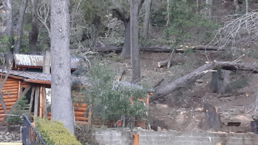 Los árboles con más riesgo están a pocos metros de la avenida Bustillo. Foto: gentileza