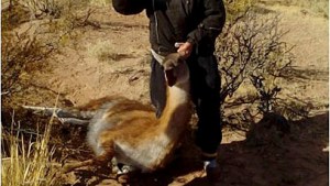 Por qué la caza furtiva no beneficia a los ganaderos: la campaña para cuidar más a guanacos y nidos de choiques y ñandúes