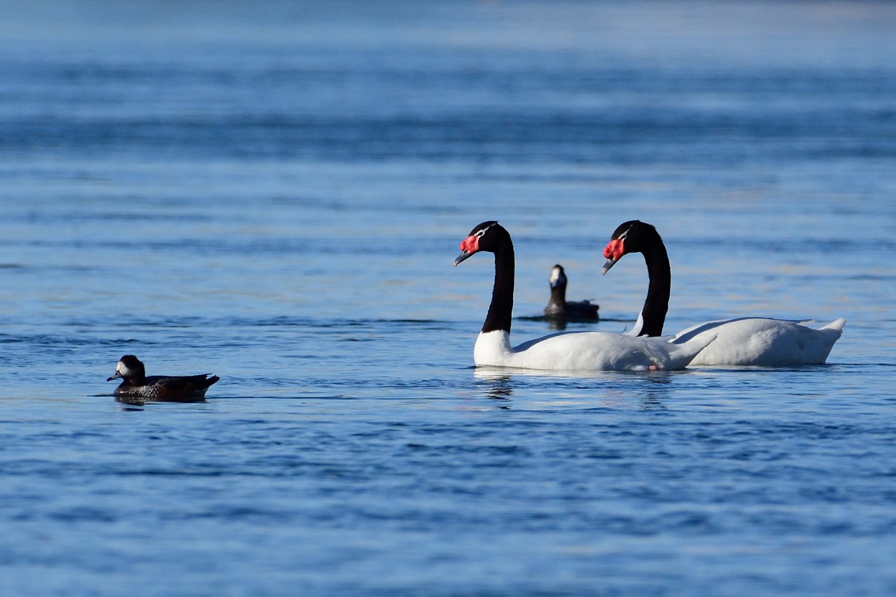 Los macho de cisnes de cuello negro protegen a la hembra y a los huevos.  Foto: Alejandro Carnevale