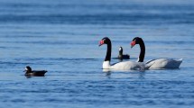 Imagen de Día del Padre: tres animales ejemplares del bosque andino patagónico