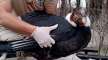 Imagen de El cóndor rescatado en Chos Malal podría haberse intoxicado con plomo