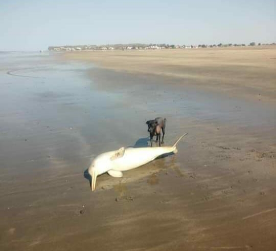El animal fue descubierto este viernes en las playas de El Cóndor. Foto: gentileza.