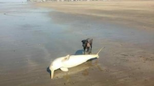 Viedma trabaja en una ordenanza para multar la matanza de «especies emblemáticas»