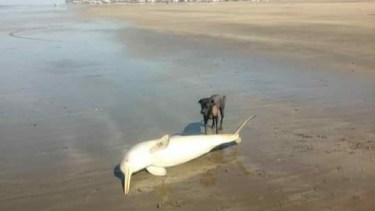 El animal fue descubierto este viernes en las playas de El Cóndor. Foto: gentileza.