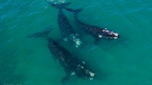 Las Grutas: tres ballenas nadaron muy cerca de la costa