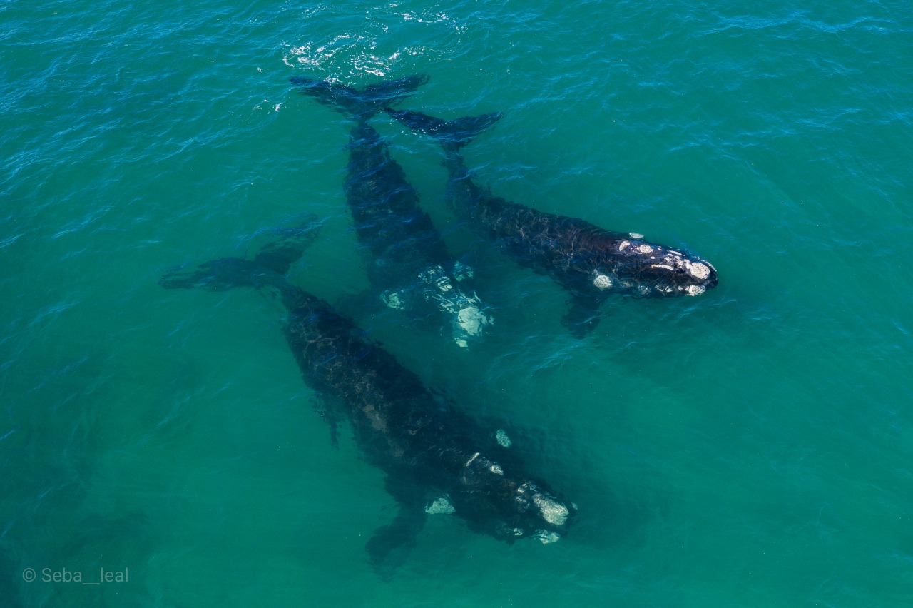 Las tres ballenas avistadas ayer frente a la costa de Las Grutas, en la Bajada Cero. Foto: Seba Leal