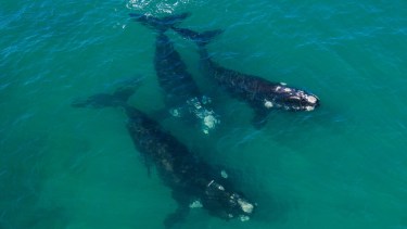 Las tres ballenas avistadas ayer frente a la costa de Las Grutas, en la Bajada Cero. Foto: Seba Leal
