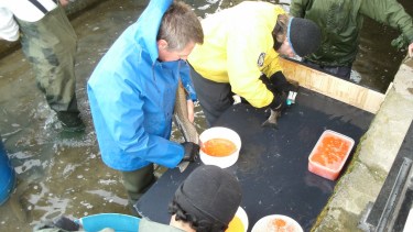 Ovas fecundadas de truchas Marrón y Arco Iris están en proceso de incubación en la piscicultura de Villa Regina. (Foto Néstor Salas)