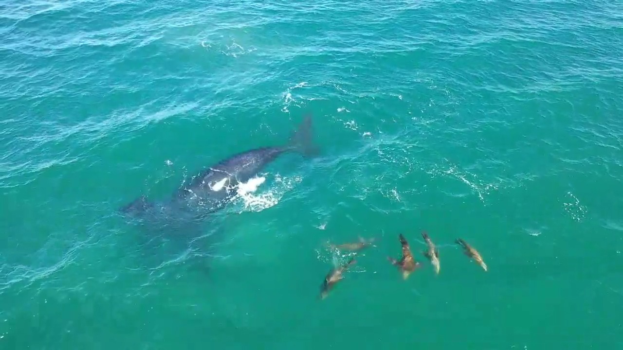 Una ballena y el grupo de lobos marinos que  compartieron un buen rato frente a Las Grutas. Captura de video / Seba Leal.