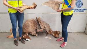 Gennuso se congratuló por el bloqueo del contrabando de fósiles de Bariloche