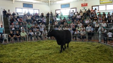 Realizarán el mayor remate ganadero de la Patagonia de manera virtual