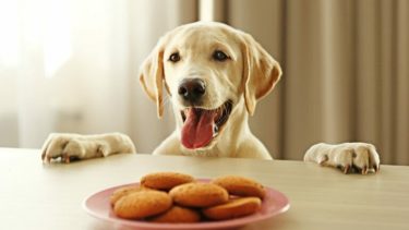 Cómo preparar snacks, grisines y galletitas para nuestras mascotas