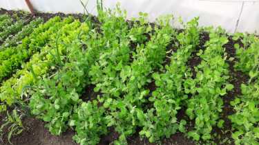 Desde hace pocas semanas cuenta con aspersores para el riego.  Foto: Gentileza