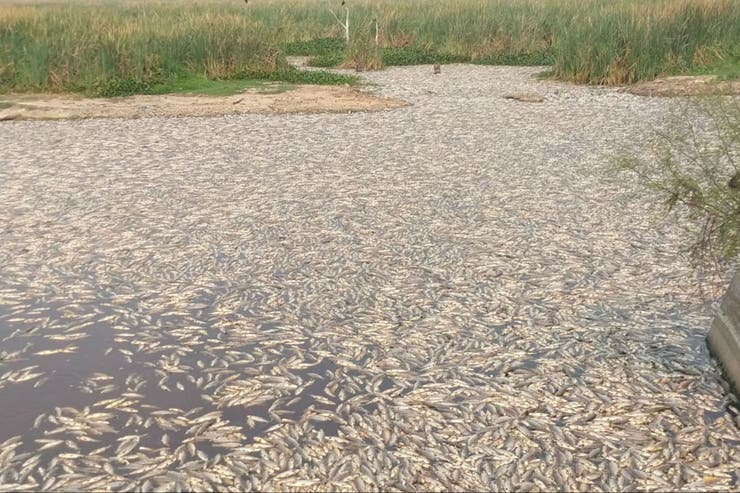 Pobladores denunciaron que la  mortandad de peces en Formosa se podría haber evitado. Foto: Gentileza  La Nación