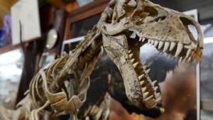 Detectaron un contenedor con fósiles de un museo de Bariloche que intentaban ingresar a España