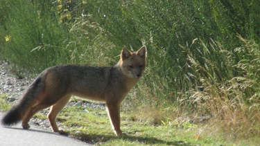 Animales como el zorro colorado pueden ser vistos en áreas suburbanas de la Patagonia andina por la mañana o la noche.  Foto: Gentileza Natalia Flores