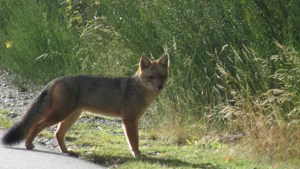 Un zorro colorado cerca: qué hacer ante un encuentro con fauna silvestre