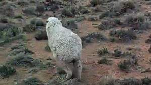Video: Así «reviven» las ovejas caídas en la Región Sur