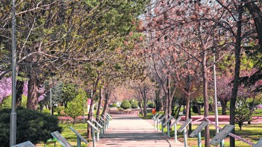 Los senderos arbolados son característicos del sector. (FOTO: Florencia Salto)