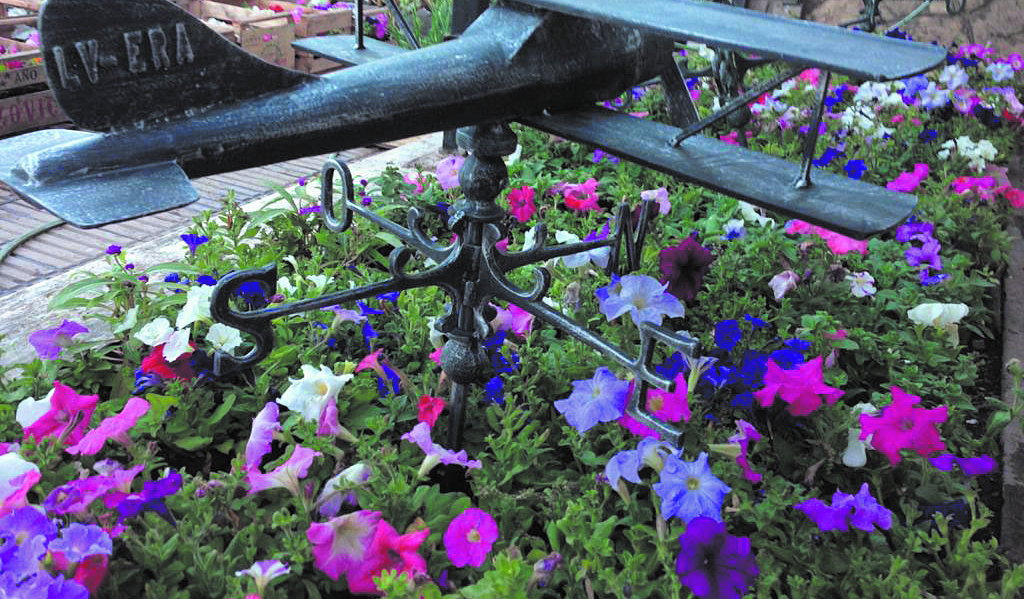Las petunias son una de las primeras recomendaciones para asegurar un jardín colorido, y requieren de abundante riego durante primavera y verano.